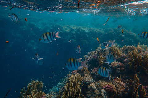 Mombasa: Marine Park Glass Bottom Boat Tour with Snorkeling