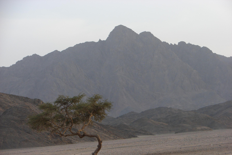 Marsa Alam: Sand Buggy Adventure with Camel Ride & Dinner