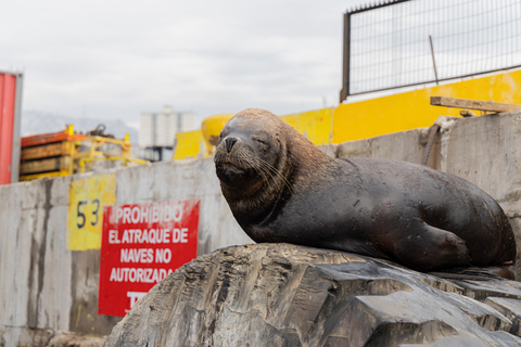 Valparaíso & Viña del Mar: Explore, Discover and Sail