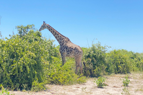 Excursión de un día a Chobe