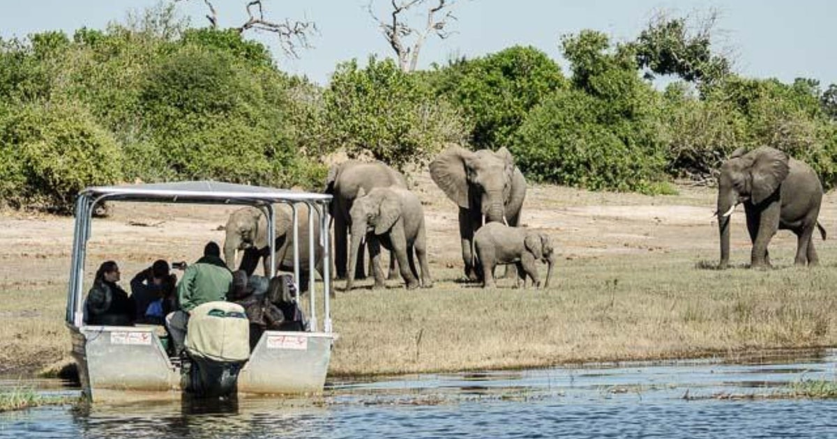 Excursión de un día a Chobe - Parque Nacional de Chobe Botsuana ...
