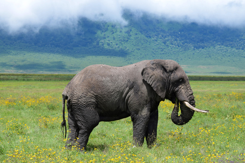 Arusha: Ngorongoro Crater Full-Day Safari Ngorongoro Crater: Full Day Safari