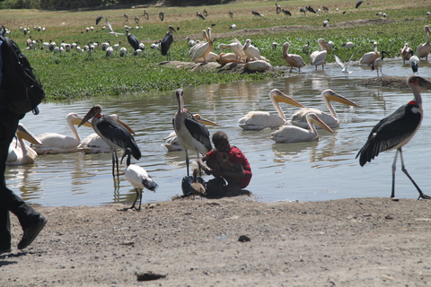 Addis Ababa: 8-Day Bale Mountains Birdwatching Tour