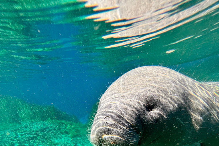 Silver Springs: Clear Kayak Manatee and Wildlife Tour Silver Springs: Clear Kayak Manatee &Wildlife Tour