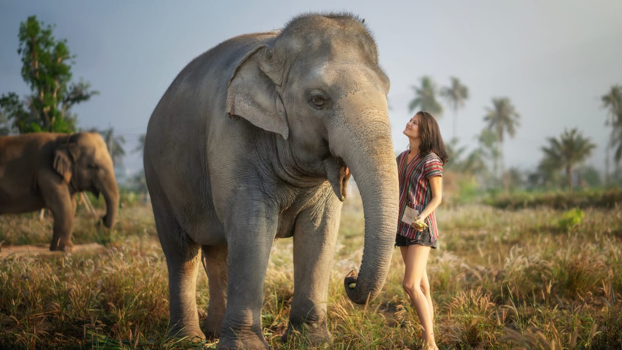 Pattaya: Fütterungserlebnis im Elefanten-Dschungel-Schutzgebiet