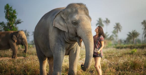 Pattaya: Elephant Jungle Sanctuary Feeding Experience