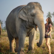 Pattaya: Elephant Jungle Sanctuary Feeding Experience