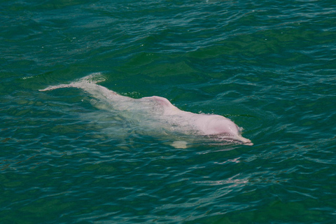 Koh Samui: Avvistamento dei delfini rosa e tour in motoscafo dell&#039;isola di Pig