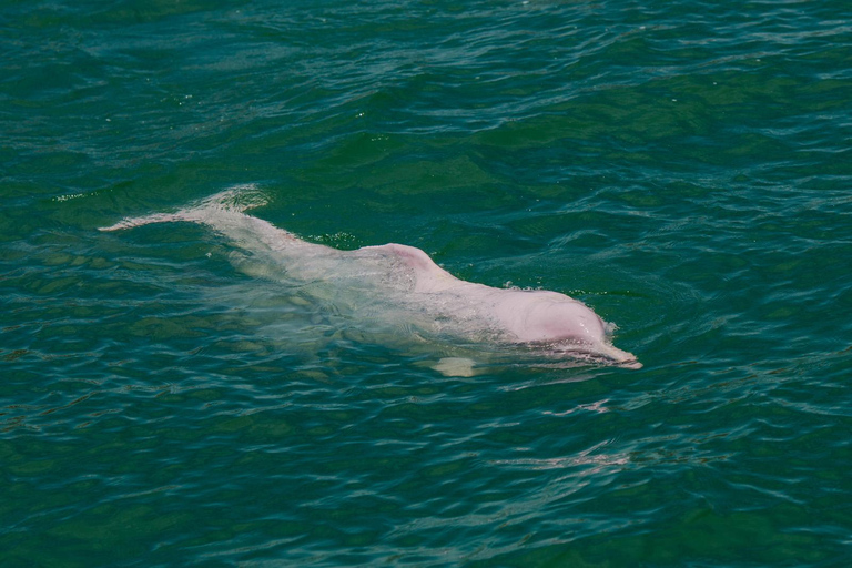 Koh Samui: Avvistamento dei delfini rosa e tour in motoscafo dell&#039;isola di Pig