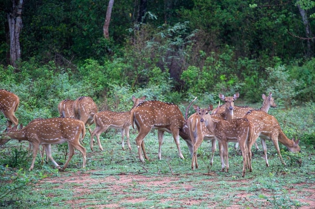 Van : Colombo naar Yala National Park Safari privétour