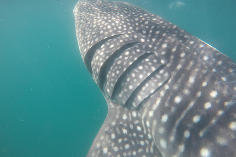 Small group Whale Shark snorkeling in La Paz, BCS, Mexico