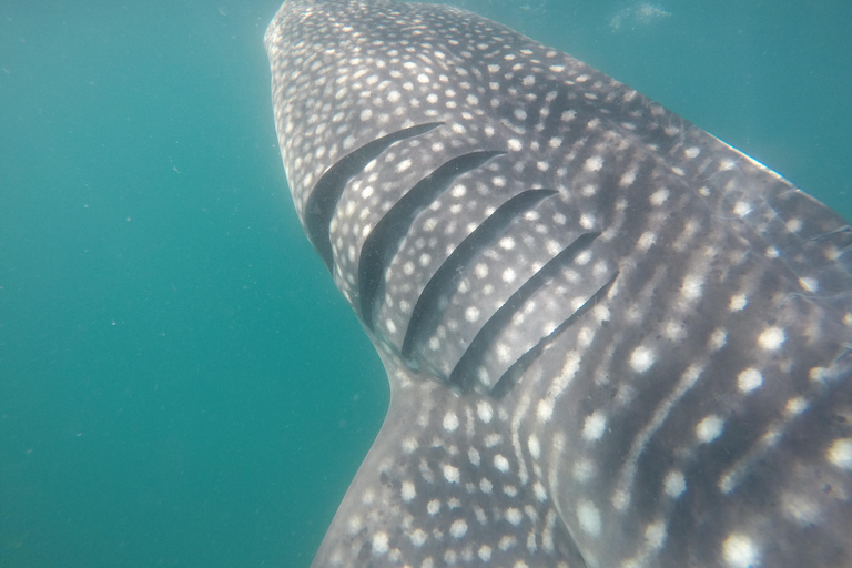 Small group Whale Shark snorkeling in La Paz, BCS, Mexico