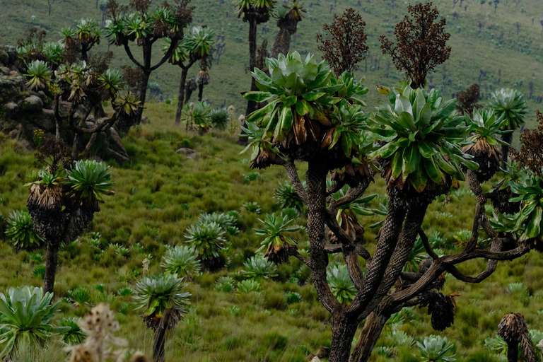 Aberdare National Park: Mount Satima Overnight Hike