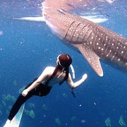 Cebu: Whale Shark Swim, Kawasan Falls & Moalboal Sardine Run