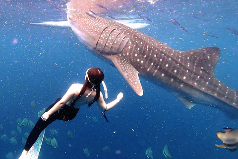 Cebu: Natação com tubarões-baleia e canoagem no KawasanTour em grupo: Natação com tubarões-baleia e canoagem no Kawasan