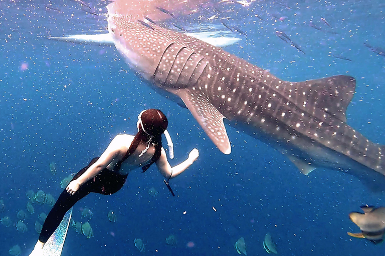 Cebu: Natação com tubarões-baleia e canoagem no KawasanTour em grupo: Natação com tubarões-baleia e canoagem no Kawasan