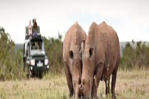 From Nairobi: 6-Day Rhino Conservation Safari in Kenya