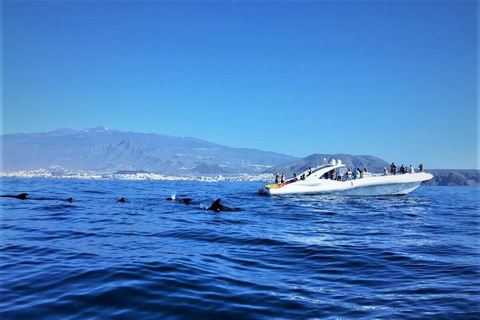 Tenerife: Opera 60 Whale & Dolphin Cruise with Lunch