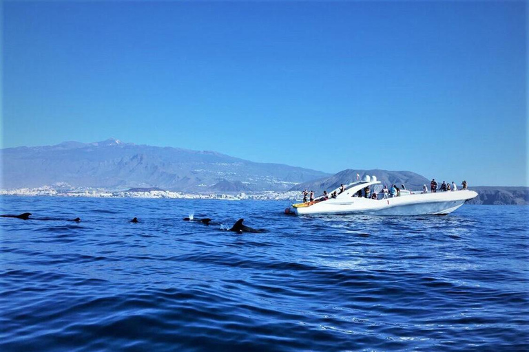 Tenerife: Opera 60 Whale & Dolphin Cruise with Lunch