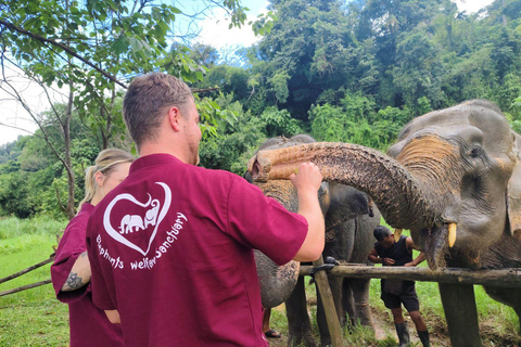 4 Experiences: Elephants, Sticky waterfalls, Market &amp; templeElephants: Sticky waterfalls: Local Market: Wat Banden