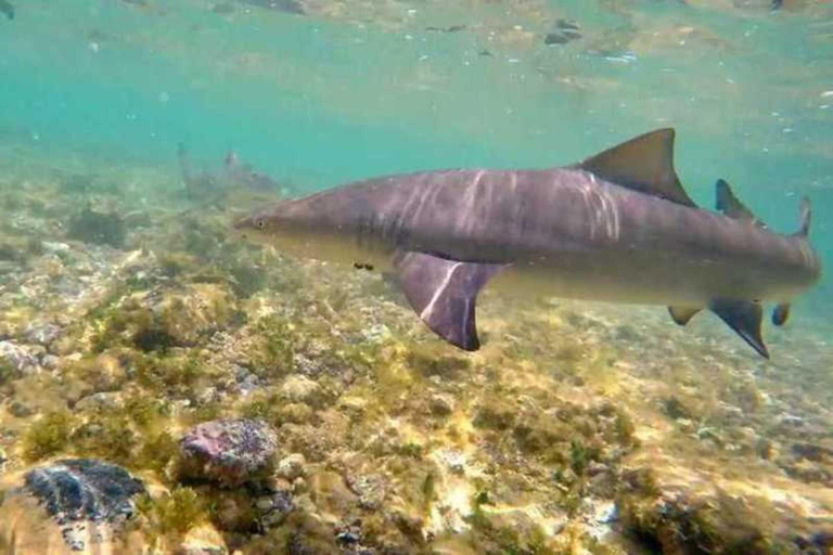 Salt Pans & Lemon Sharks Experience