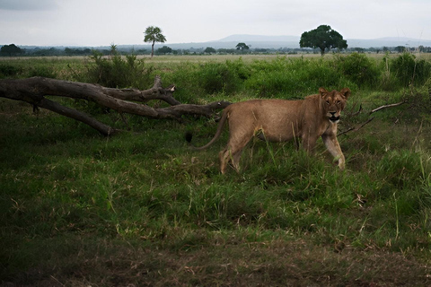 Tanzânia: Safári de 2 dias em Tarangire e na cratera de Ngorongoro