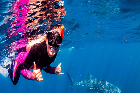 Lombok Sumbawa Best Sharing 2D1N Whale Shark With Snorkeling From Sumbawa Best Sharing 2D1N Whale Shark With Snorkeling