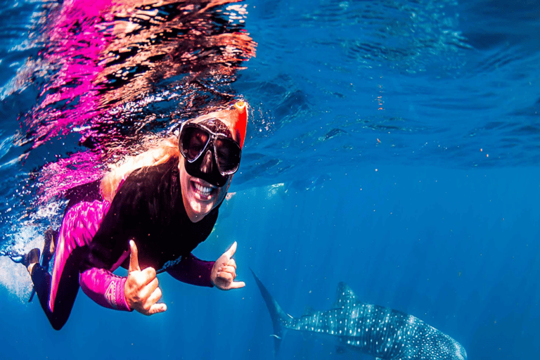 Lombok Sumbawa Best Sharing 2D1N Whale Shark With Snorkeling From Sumbawa Best Sharing 2D1N Whale Shark With Snorkeling