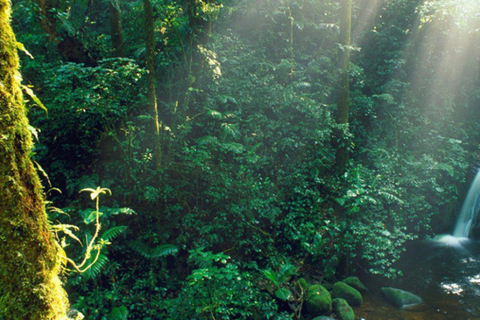 Monteverde: Aventura en el dosel del Bosque Nuboso de Monteverde