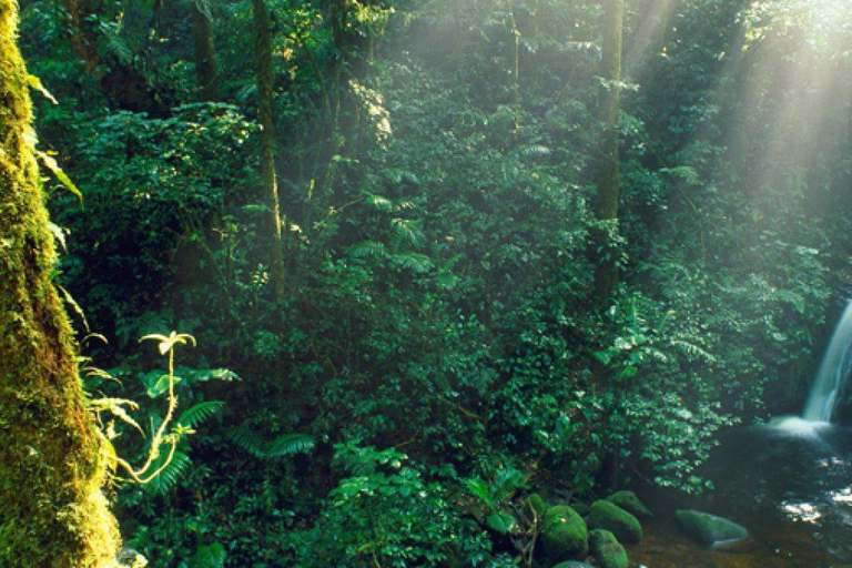 Monteverde: Monteverde Nebelwald Canopy Abenteuer