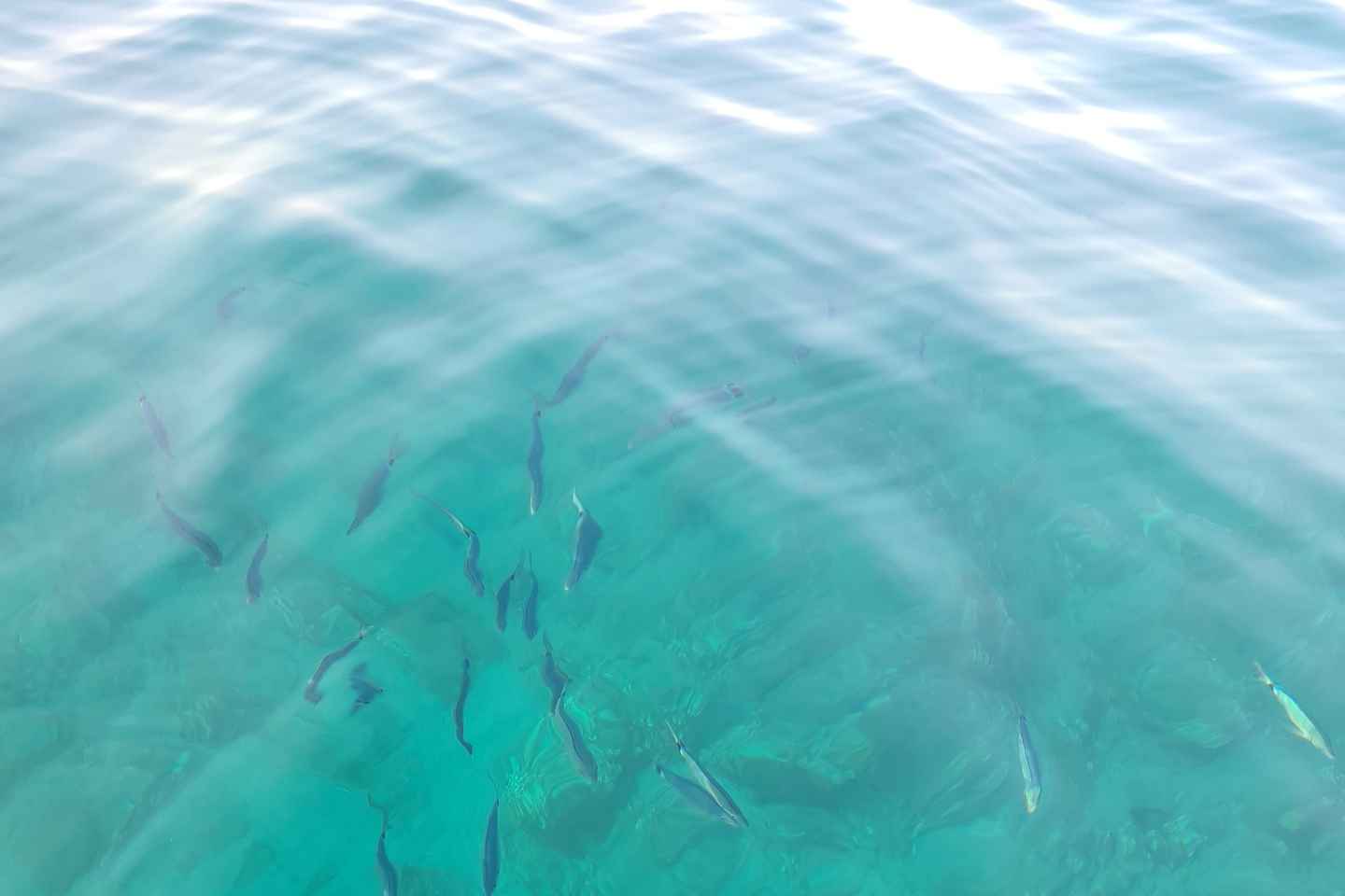 Rovinj Islands: 3-Hour Tour with Swimming and Snorkeling