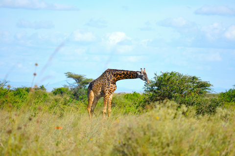 Nairobi: National Park Early Morning or Afternoon Tour