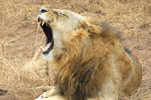 Private Nairobi National Park Drive in 4*4 landcruiser