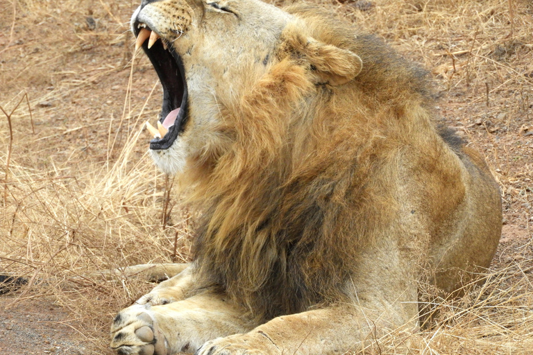 Private Nairobi National Park Drive in 4*4 landcruiser