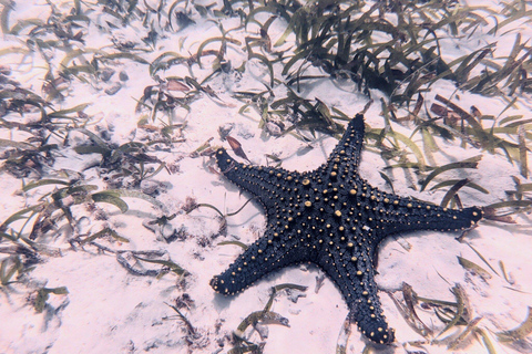 Zanzibar: Seaweed Farm and Starfish Tour