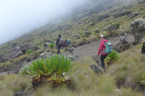 Da Nairobi: Esperienza di trekking di 4 giorni sul Monte KenyaDa Nairobi: 4 giorni di trekking sul Monte Kenya