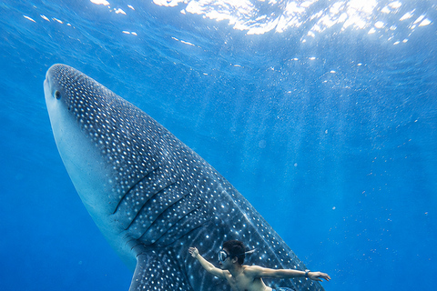 Labuan Bajo: 4-Day Sumbawa Whale Shark & Moyo with Flights Sharing Whale Shark & Moyo Island Private Tour