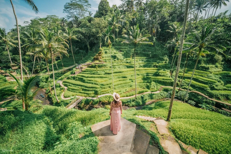 Floresta de macacos de Ubud, templo, terraço de arroz e balanço na selvaPasseio em Ubud - Tudo incluído