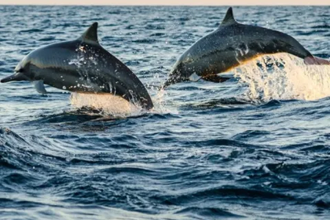 Observation des dauphins à Lovina, plongée en apnée et nage avec les dauphins