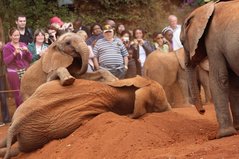 Visite de l'orphelinat d'éléphants et du centre de girafes David Sheldrick