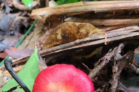 JUATINGA: Excursión de 4 días SELVA ATLÁNTICA y PLAYAS - PARATY - RIO DE JANEIRO