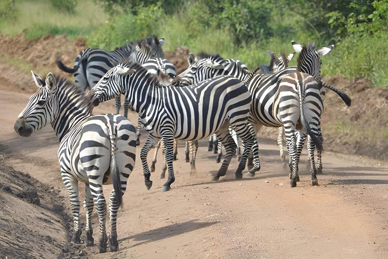 Uganda: 2-Day Lake Mburo National Park Safari