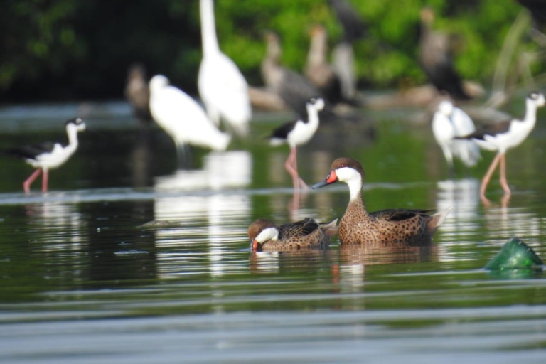 Boquilla: alucinante vogels en water uit Manglar