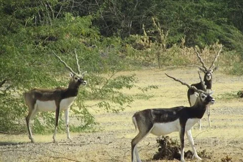 Excursão particular de meio dia ao Bishnoi Village Safari