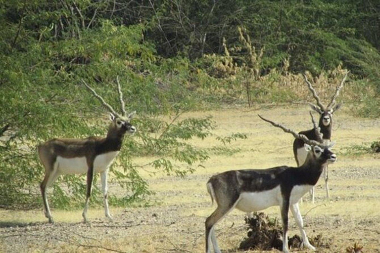 Safári na vila de Bishnoi Excursão particular de meio diaOpção Padrão