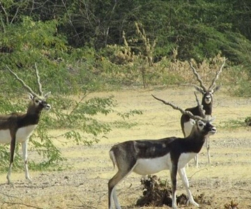 Bishnoi Village Safari Private Half Day Tour