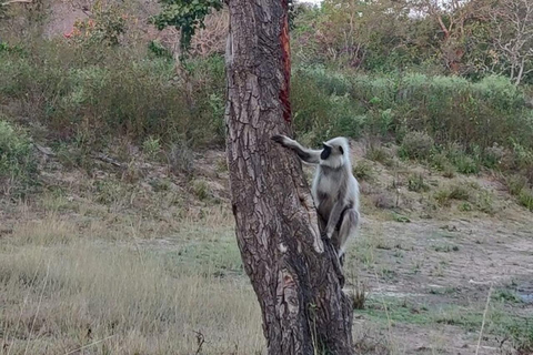 Bangalore: Bandipur Safari, Bird sanctuary & Mysore Palace