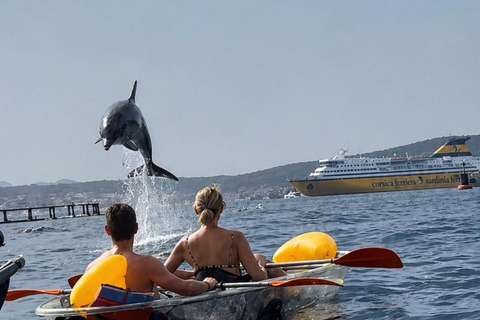 Golfo Aranci: transparent or traditional kayak, dolphins, and aperitif Afternoon Traditional Kayak Tour with Aperitivo and Dolphins