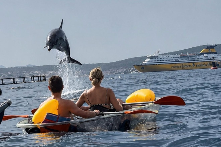 Golfo Aranci: transparent or traditional kayak, dolphins, and aperitif Sunset Tour in a Traditional Kayak with Aperitivo and Dolphins