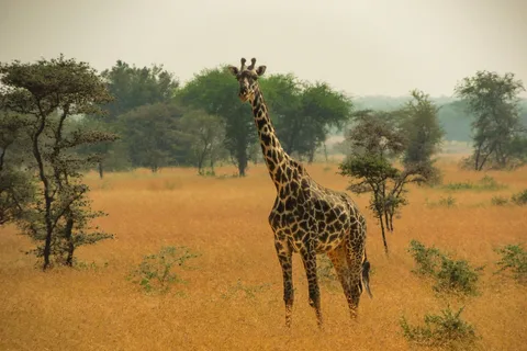 Diani Beach: Safari di 3 giorni nei parchi nazionali dello Tsavo Est e Ovest